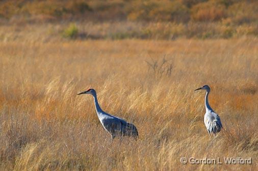 Sandhill Cranes_72571.jpg - Sandhill Cranes (Grus canadensis) photographed in the Bosque del Apache National Wildlife Refuge near San Antonio, New Mexico, USA.